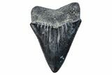 Fossil Great White Shark (Carcharodon) Tooth - South Carolina #269619-1